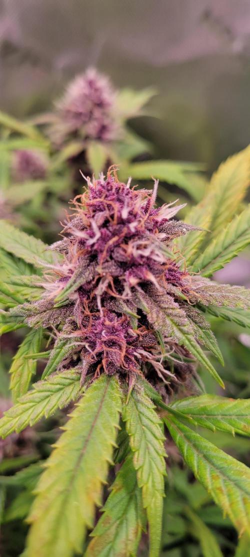 Banana Purple Punch RF3🍌👊. Week 9
