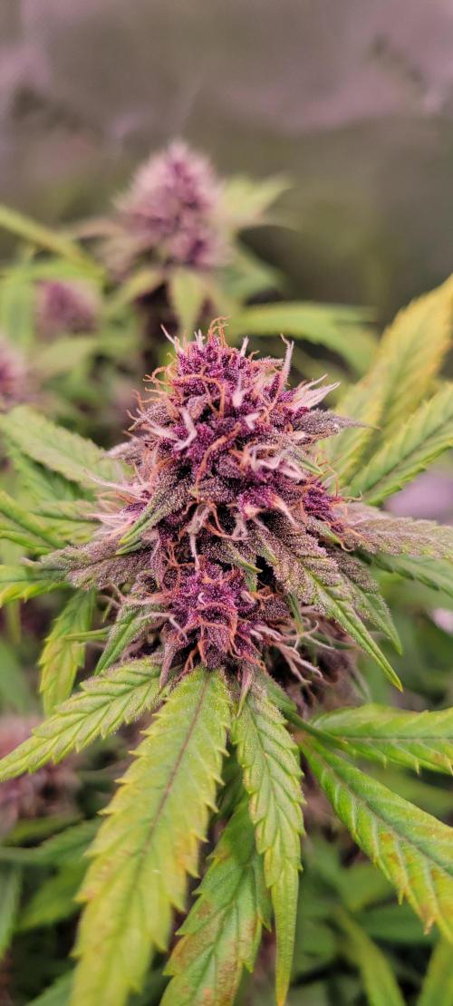 Banana Purple Punch RF3🍌👊. Week 9