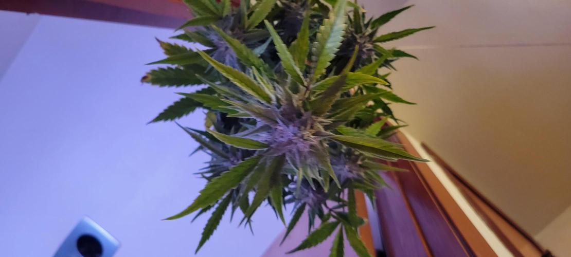 ETHOS NYCD. Week 10