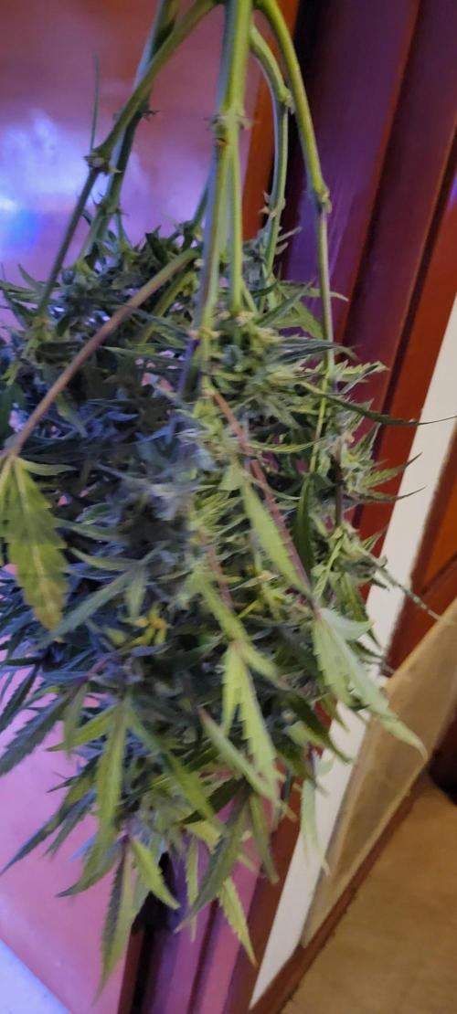 ETHOS NYCD. Week 10