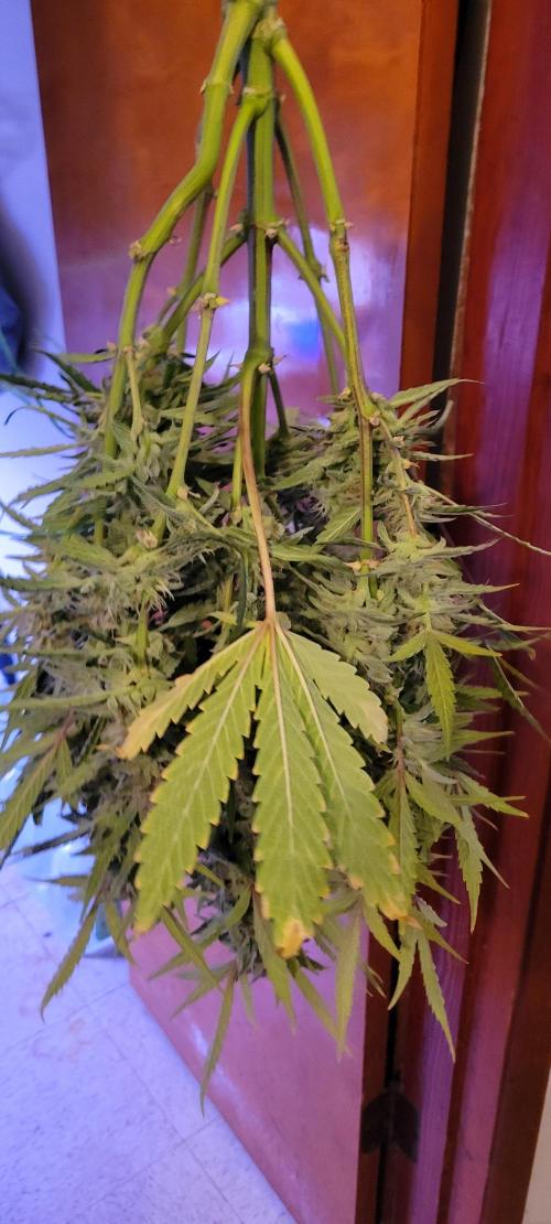 ETHOS NYCD. Week 10