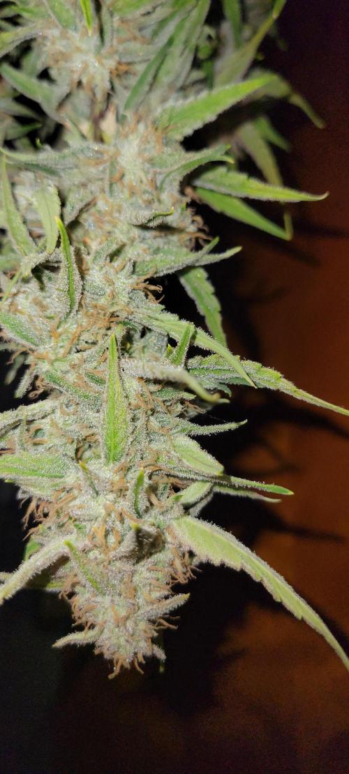 ETHOS NYCD. Week 10