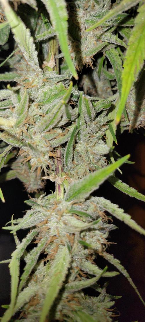 ETHOS NYCD. Week 10