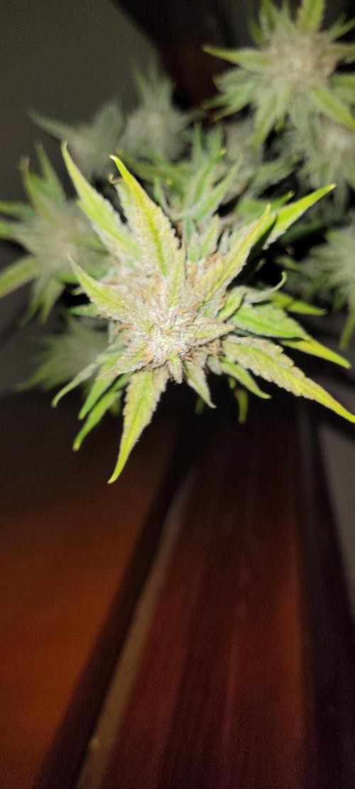 ETHOS NYCD. Week 10