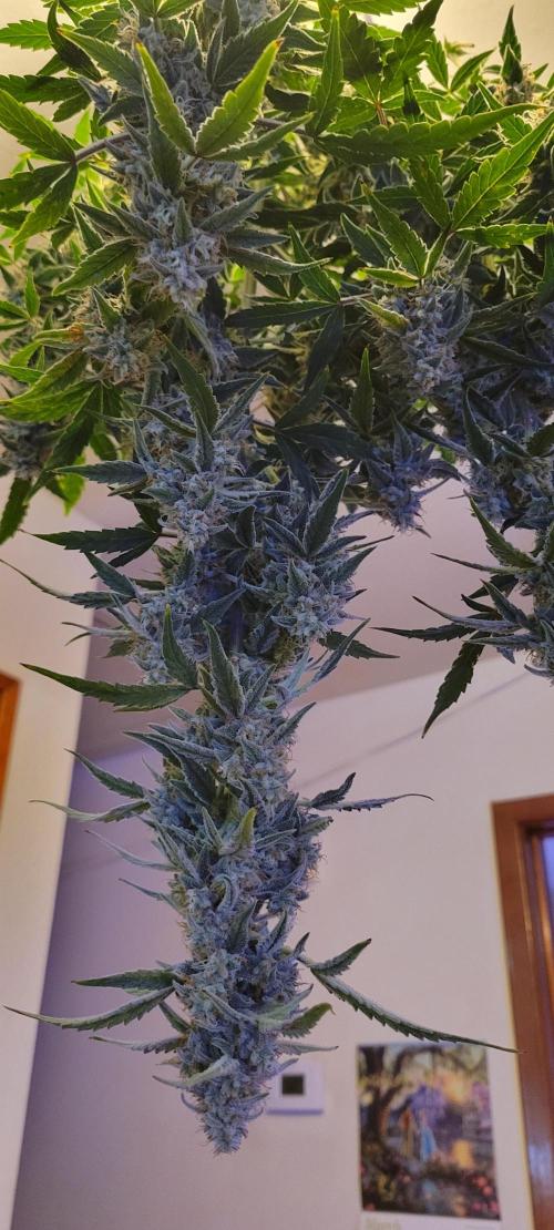 Grape Ape F1 Zamnesia. Week 10