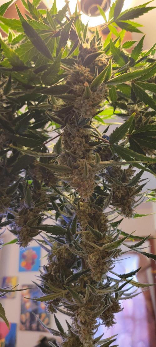 Grape Ape F1 Zamnesia. Week 10