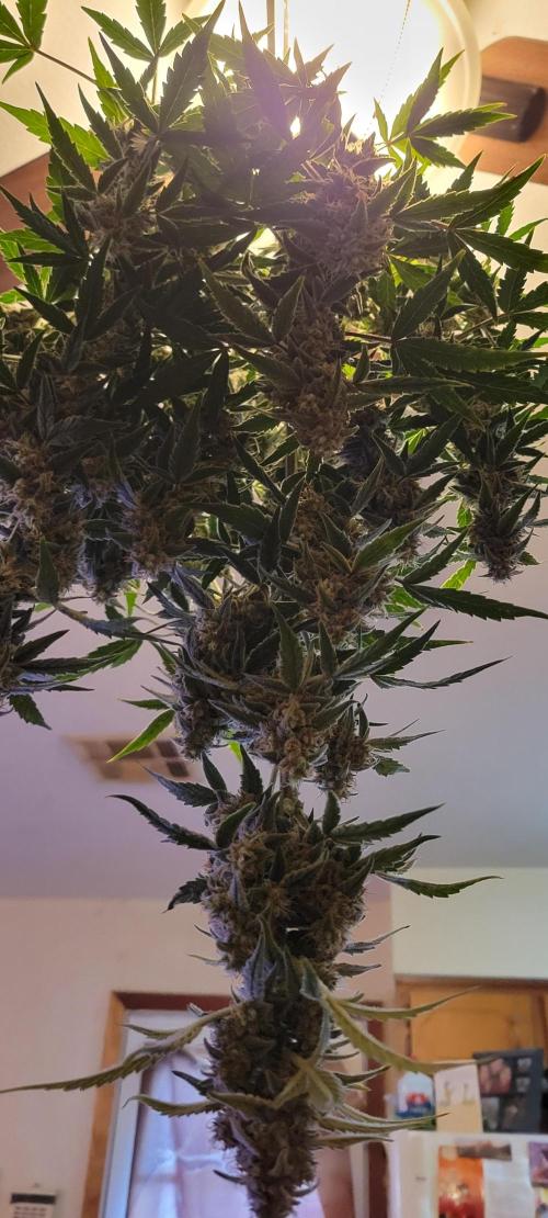 Grape Ape F1 Zamnesia. Week 10