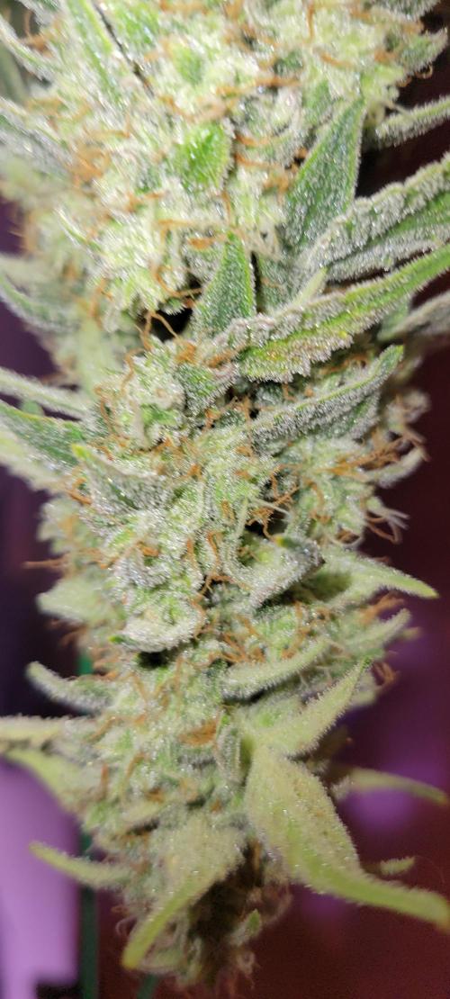 Grape Ape F1 Zamnesia. Week 10