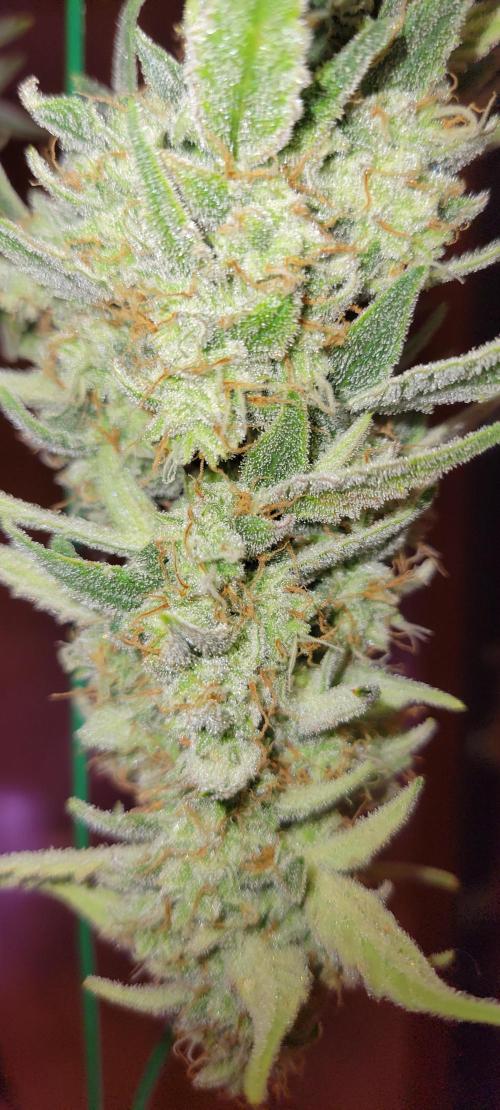 Grape Ape F1 Zamnesia. Week 10