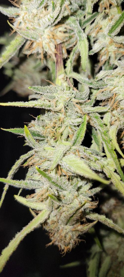 Grape Ape F1 Zamnesia. Week 10
