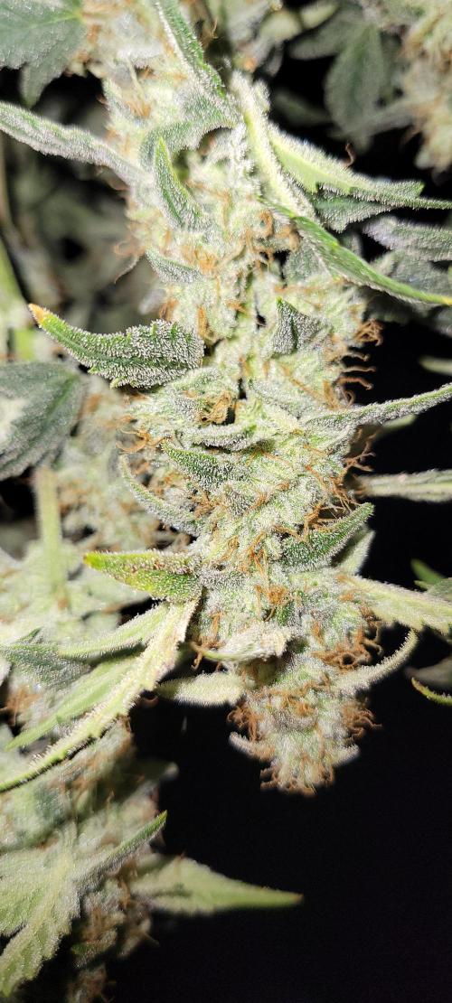 Grape Ape F1 Zamnesia. Week 10