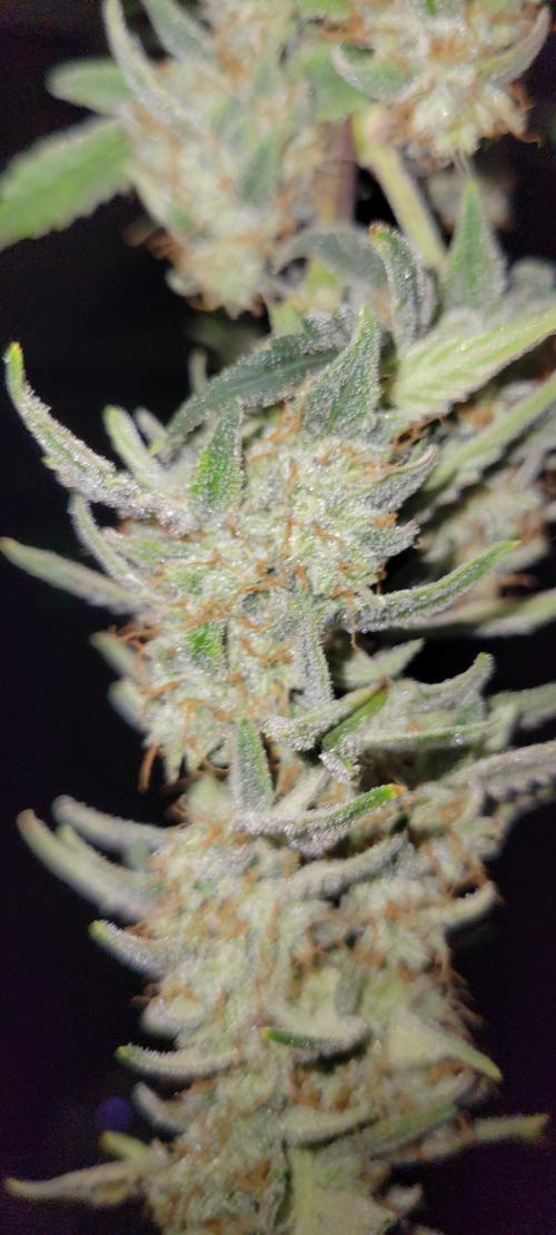 Grape Ape F1 Zamnesia. Week 10