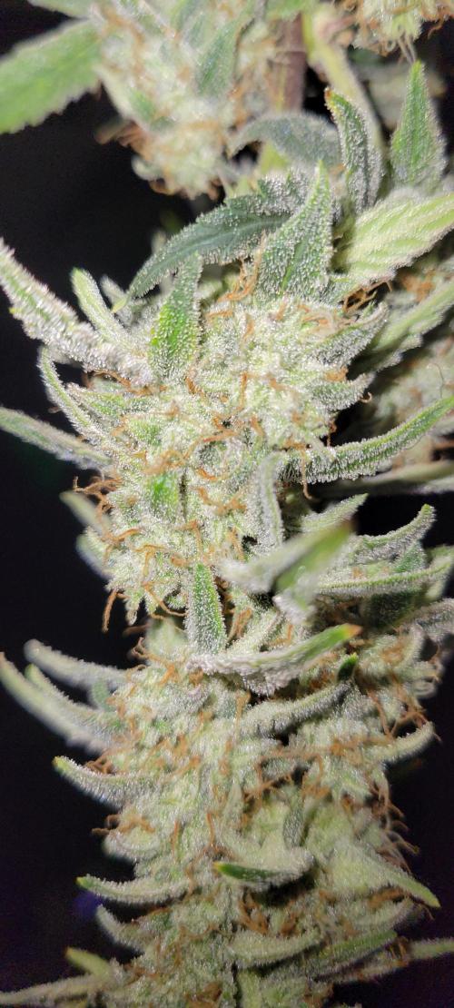 Grape Ape F1 Zamnesia. Week 10