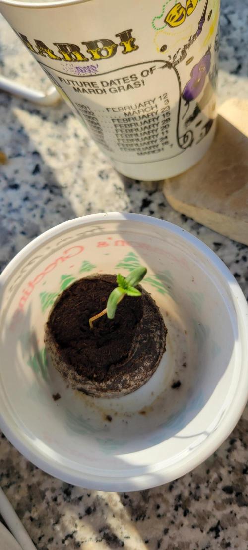 Chem Funk. Week 0