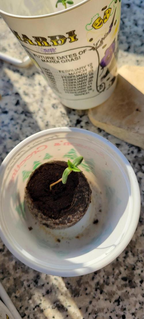 Chem Funk. Week 0