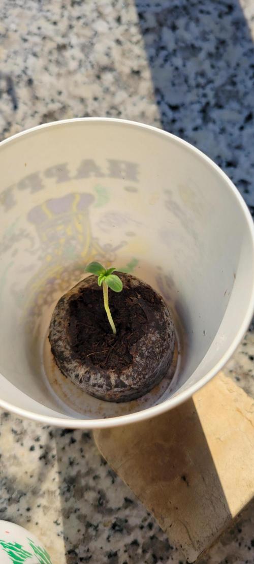 Gorilla Cookies. Week 0