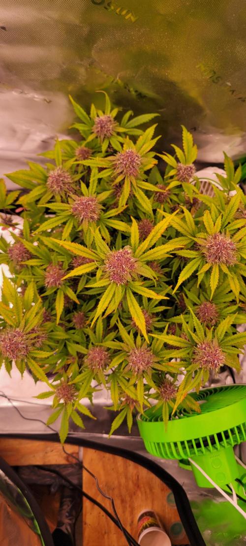 Banana Purple Punch RF3🍌👊. Week 10