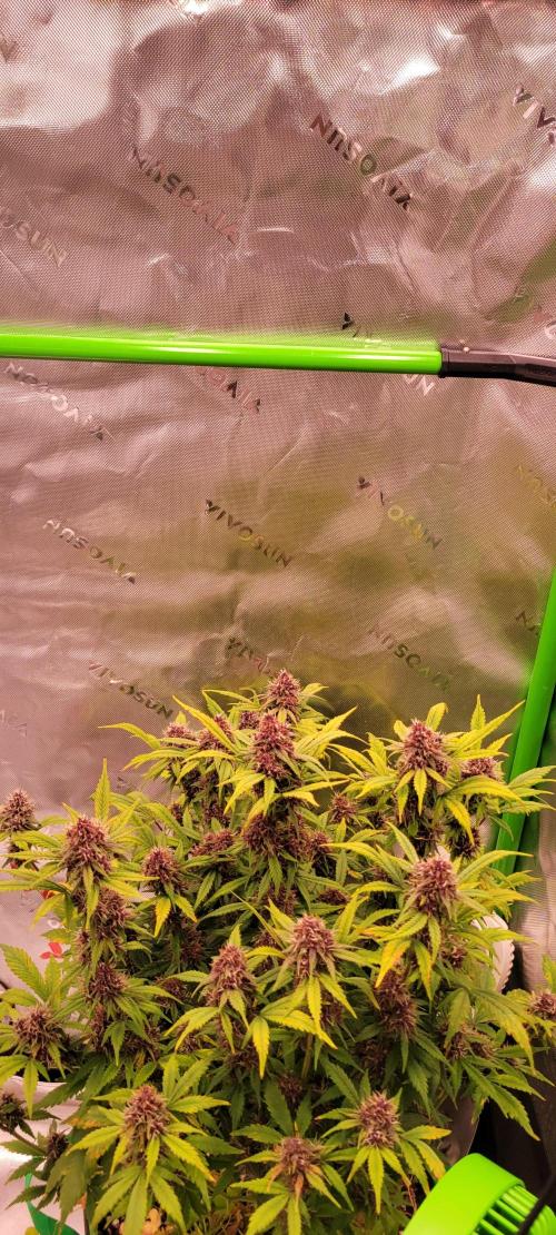 Banana Purple Punch RF3🍌👊. Week 10