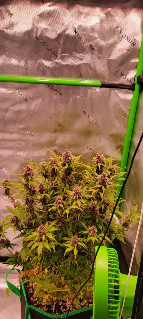 Banana Purple Punch RF3🍌👊. Week 10