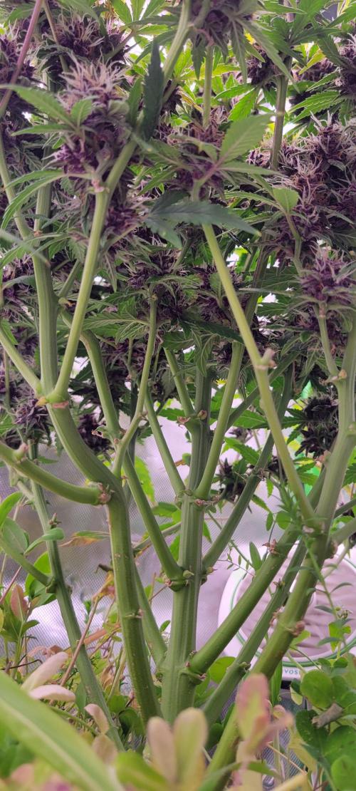 Banana Purple Punch RF3🍌👊. Week 10
