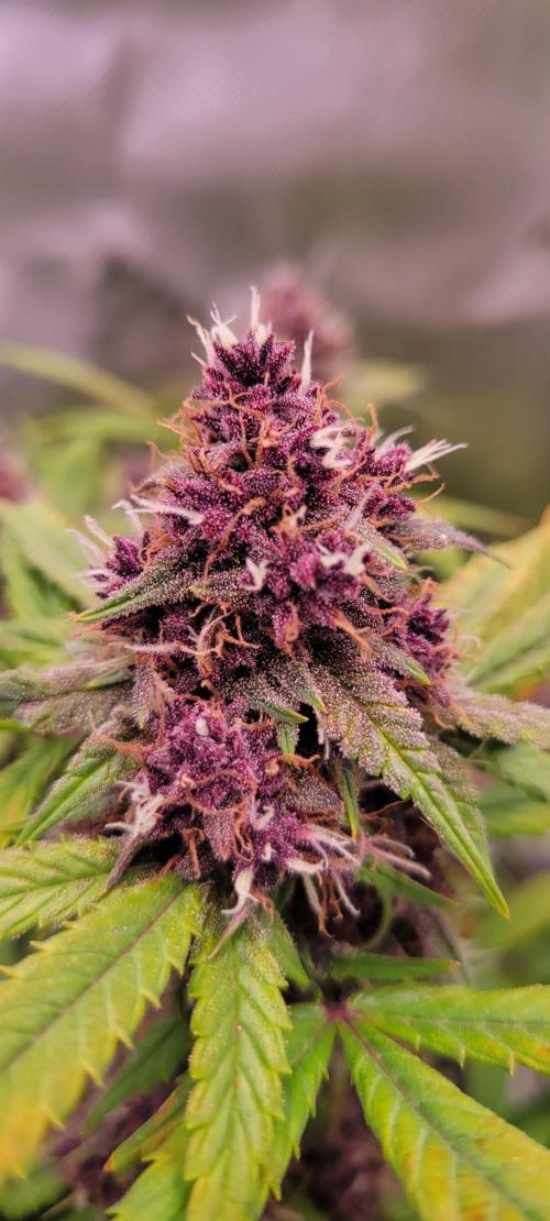 Banana Purple Punch RF3🍌👊. Week 10