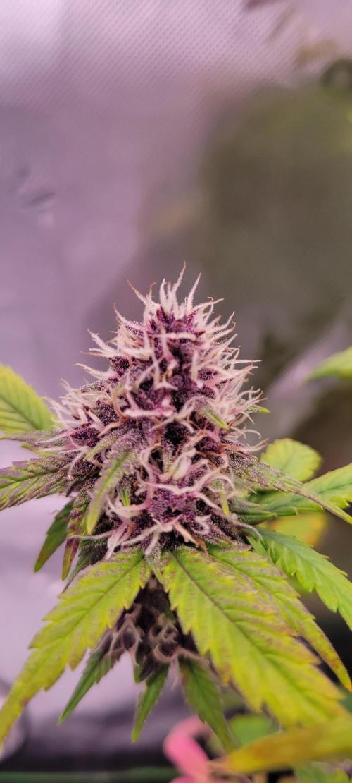 Banana Purple Punch RF3🍌👊. Week 10