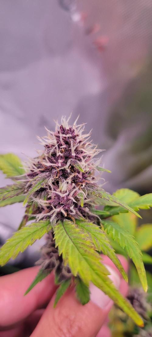 Banana Purple Punch RF3🍌👊. Week 10