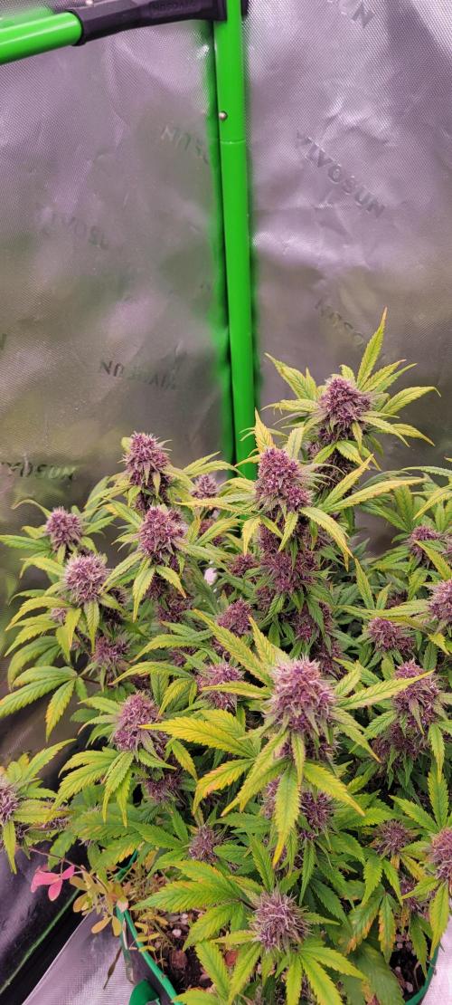 Banana Purple Punch RF3🍌👊. Week 10
