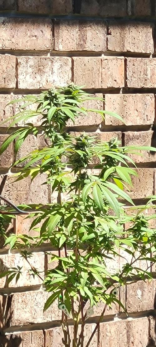 Banana Purple Punch RF3🍌👊. Week 10