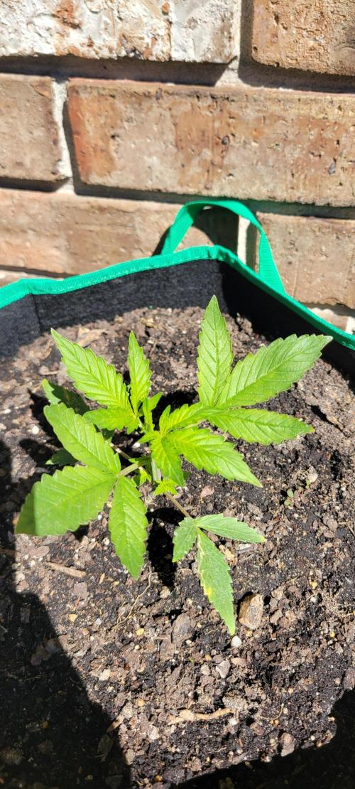 RF3 Strawberry Gorilla🍓. Week 3