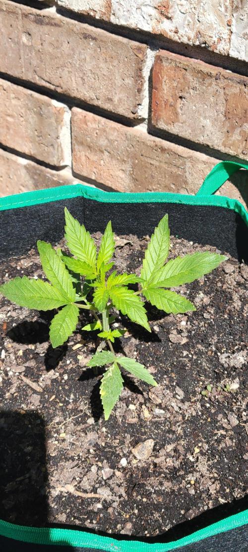RF3 Strawberry Gorilla🍓. Week 3