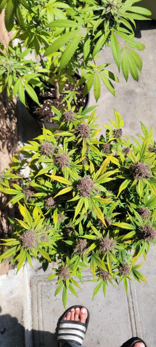 Banana Purple Punch RF3🍌👊. Week 11