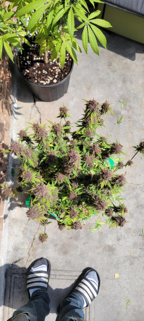 Banana Purple Punch RF3🍌👊. Week 11