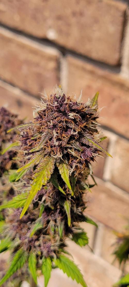 Banana Purple Punch RF3🍌👊. Week 11