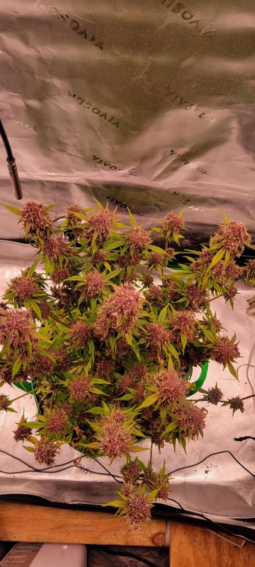 Banana Purple Punch RF3🍌👊. Week 11