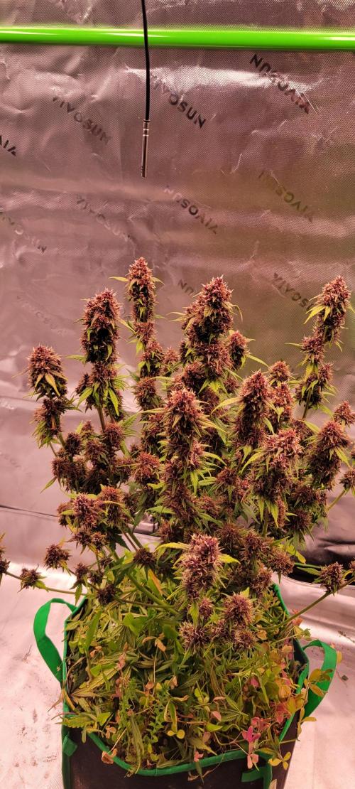 Banana Purple Punch RF3🍌👊. Week 11