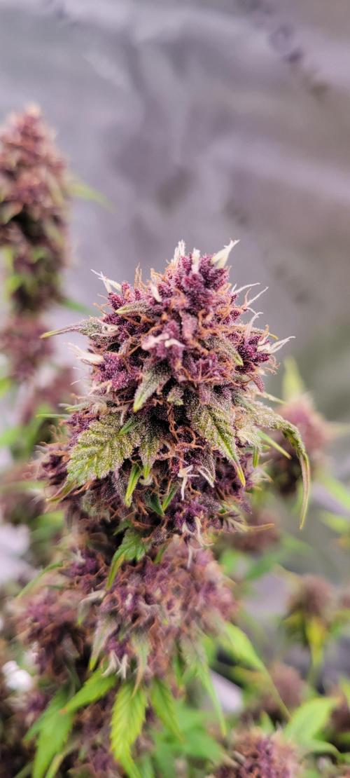 Banana Purple Punch RF3🍌👊. Week 11