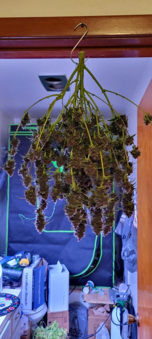 Banana Purple Punch RF3🍌👊. Week 11