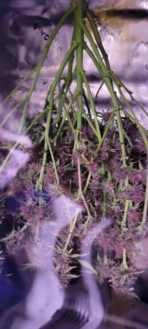 Banana Purple Punch RF3🍌👊. Week 11
