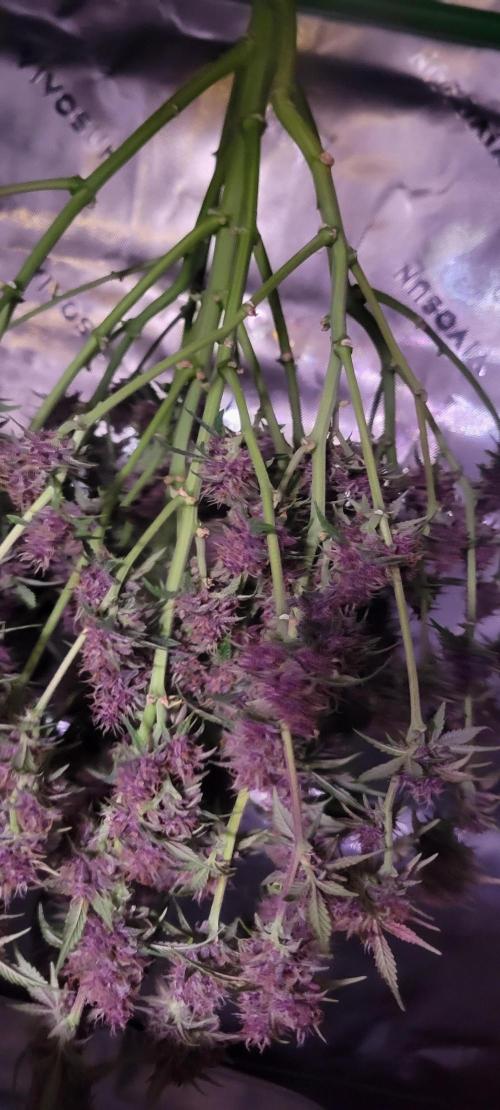 Banana Purple Punch RF3🍌👊. Week 11
