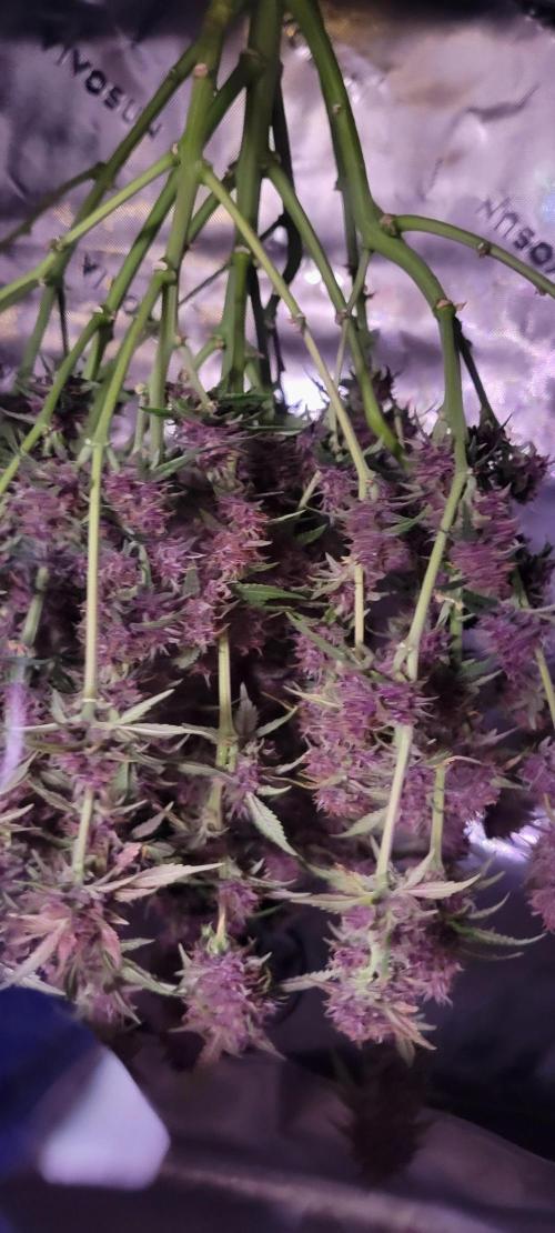 Banana Purple Punch RF3🍌👊. Week 11