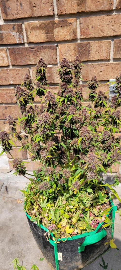 Banana Purple Punch RF3🍌👊. Week 11
