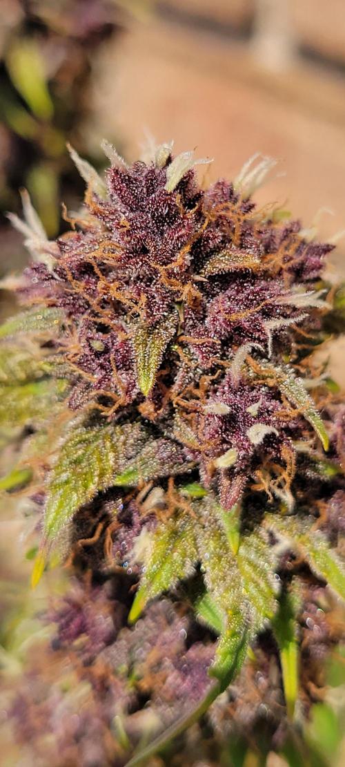 Banana Purple Punch RF3🍌👊. Week 11