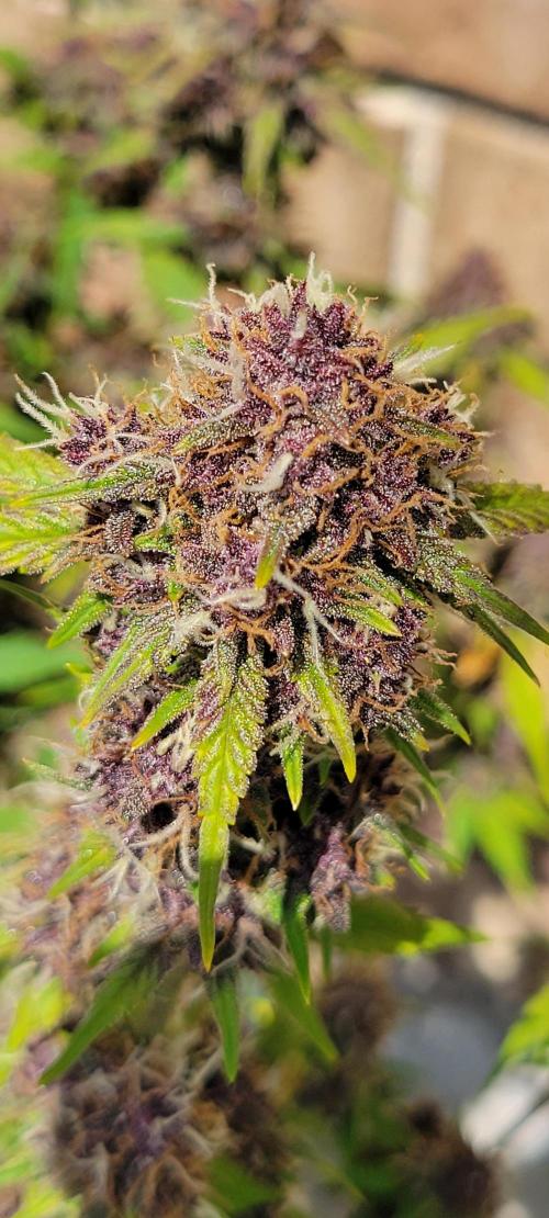 Banana Purple Punch RF3🍌👊. Week 11