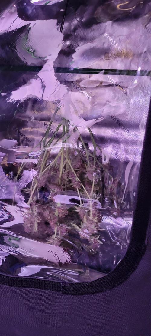 Banana Purple Punch RF3🍌👊. Week 11
