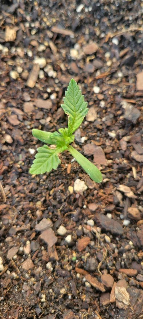Chem Funk. Week 2