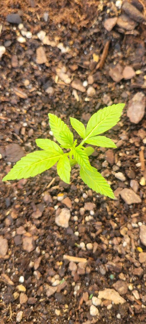 Gorilla Cookies. Week 2