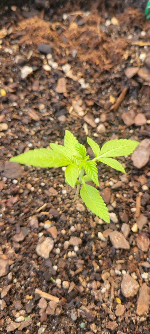 Gorilla Cookies. Week 2