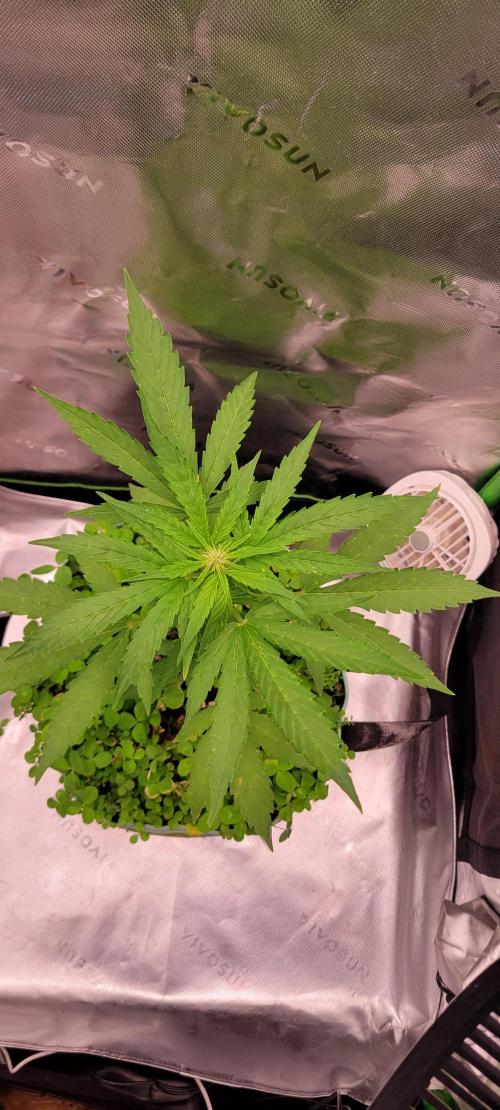 🍋🍒🍪 Lemon Cherry Cookies. Week 4