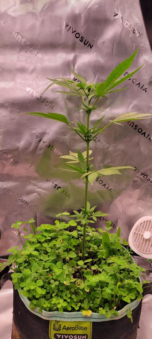 🍋🍒🍪 Lemon Cherry Cookies. Week 4